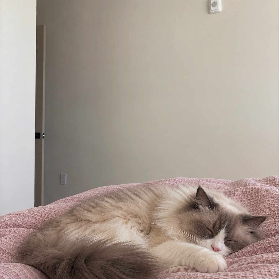 Clairo is registered to the contest to win money with this photo: cat, sleeping, fluffy, colorpoint, long_hair, pet, animal, bed, blanket, quilt, pink, bedroom, indoors, cozy, peaceful, resting, curled_up, paws, whiskers, home