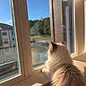 Clairo is registered to the contest to win money with this photo: cat, fluffy_cat, long_hair, fur, pet, animal, windowsill, window, indoor, sunlight, sunny, outdoor_view, neighborhood, trees, house, street, sitting, back_view, relaxing, home