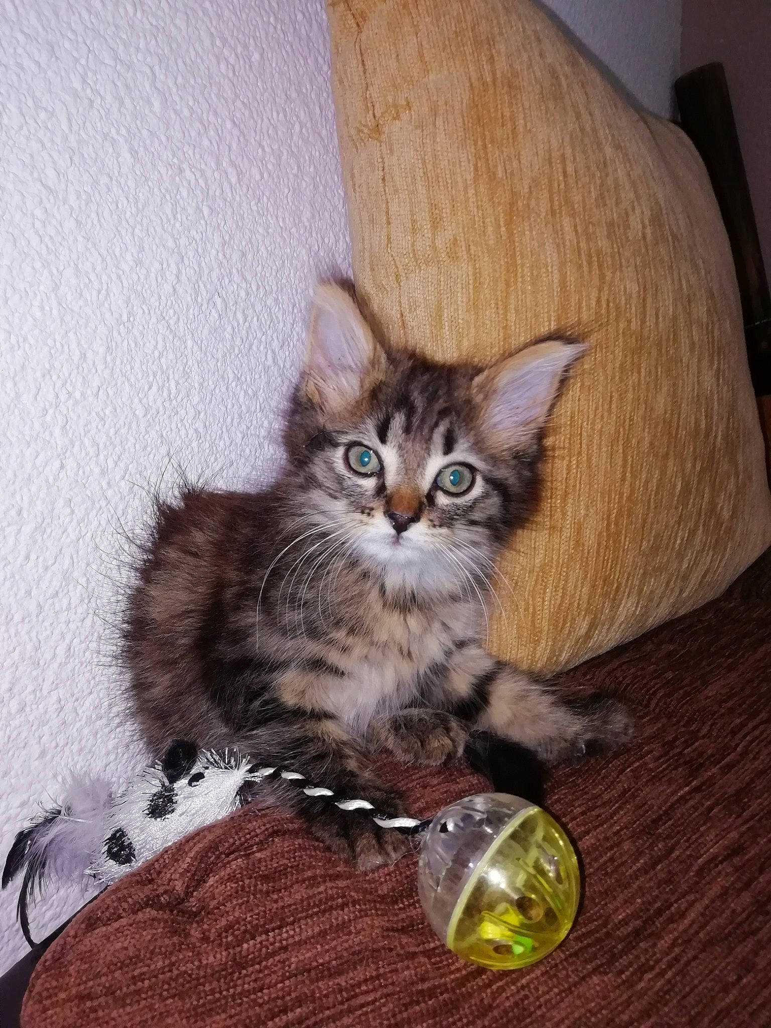 Shaya participe au concours pour gagner de l'argent avec cette photo : carnivore, cat, cat_supply, cat_toy, claw, comfort, domestic_short_haired_cat, drawer, fawn, felidae, fur, hardwood, paw, sitting, small_to_medium_sized_cats, snout, tail, whiskers, window, wood