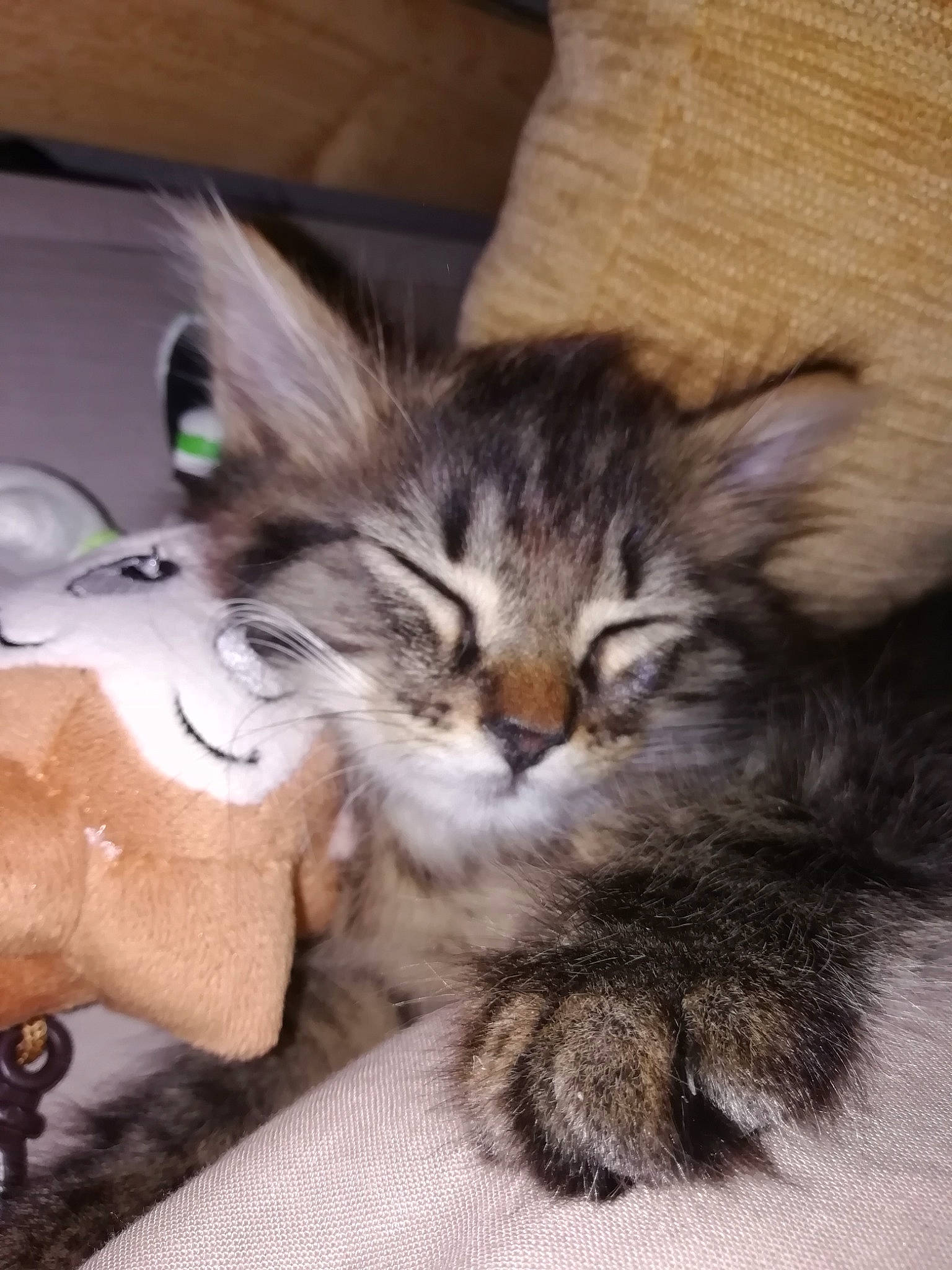 Shaya participe au concours pour gagner de l'argent avec cette photo : carnivore, cat, claw, comfort, domestic_short_haired_cat, ear, fawn, felidae, fur, lap, maine_coon, paw, siberian, small_to_medium_sized_cats, snout, tail, whiskers