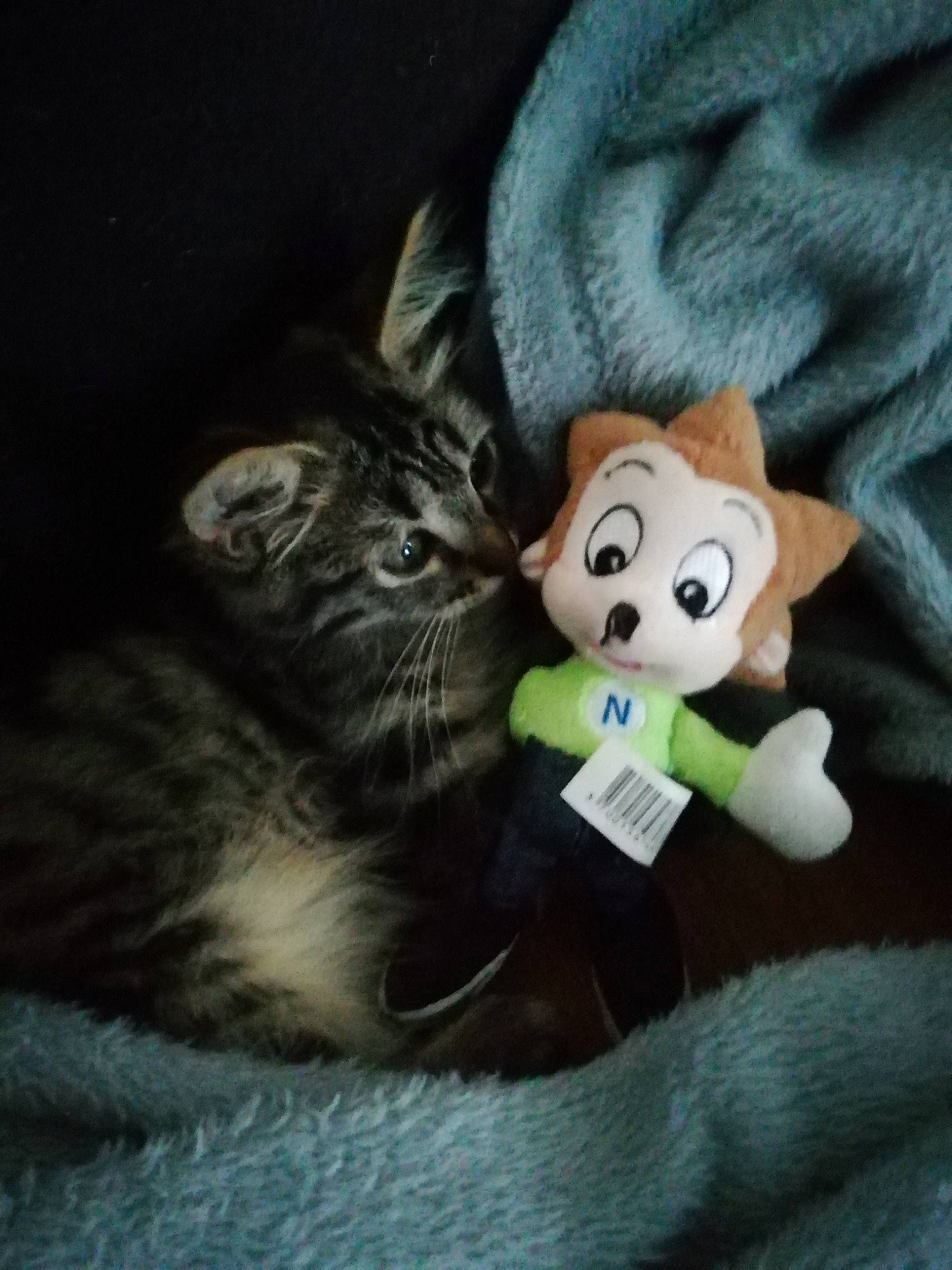 Shaya a rejoint le concours — aidez-le/la à gagner de superbes lots ! black_cat, carnivore, cat, comfort, companion_dog, domestic_short_haired_cat, felidae, fur, grey, linens, paw, plush, sitting, small_to_medium_sized_cats, snout, stuffed_toy, tail, teddy_bear, toy, whiskers