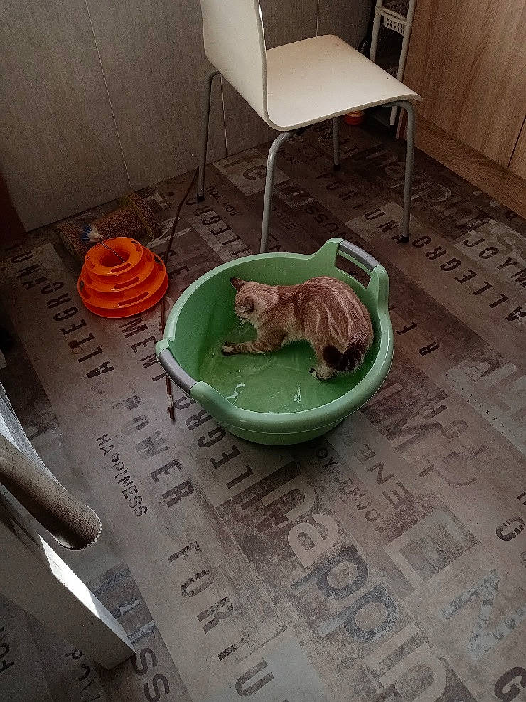 Rebel participe au concours pour gagner de l'argent avec cette photo : carnivore, ceramic, chair, comfort, companion_dog, dishware, dog, dog_bed, dog_breed, floor, flooring, hardwood, ingredient, porcelain, pottery, serveware, tableware, tail, wood, working_animal