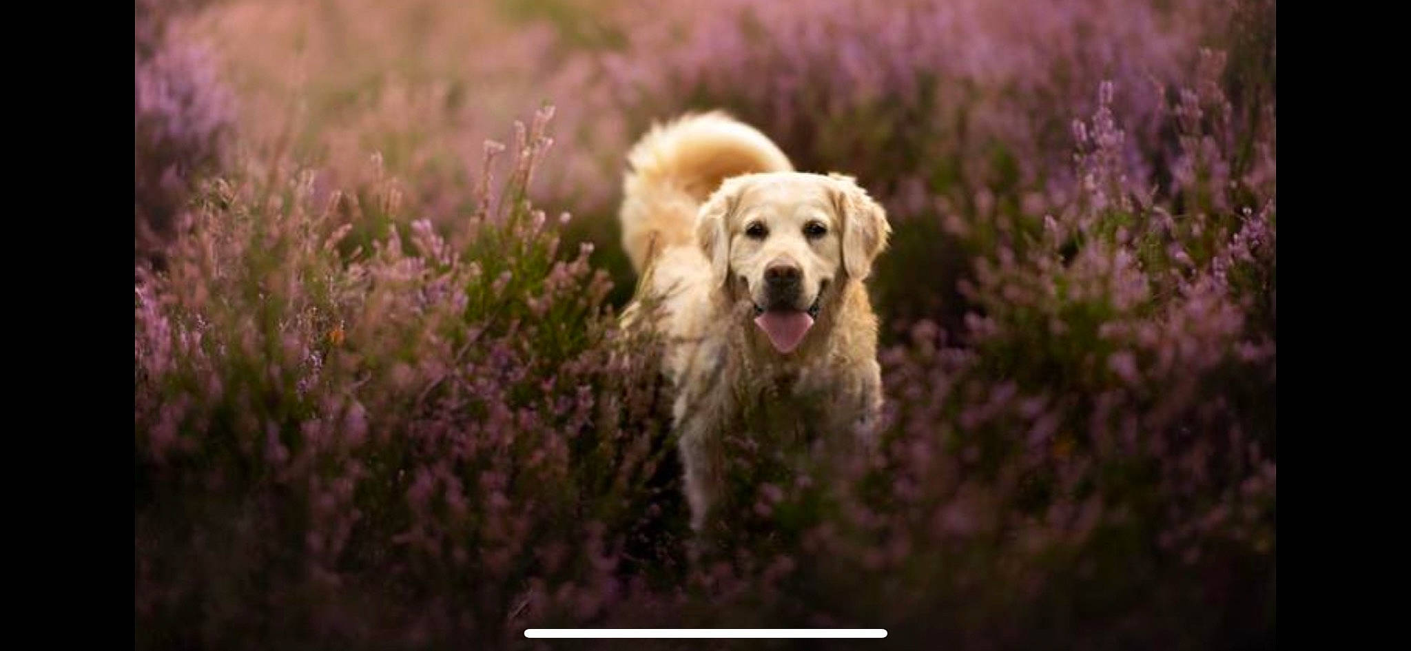 Gunter participe au concours pour gagner de l'argent avec cette photo : carnivore, companion_dog, dog, dog_breed, field, fur, golden_retriever, grass, grass_family, grassland, happy, landscape, morning, natural_landscape, people_in_nature, plant, retriever, snout, soil, wildlife