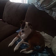 Bella Grace is registered to the contest to win money with this photo: dog, couch, blanket, indoor, pet, brown, white, striped, resting, window, curtains, bedding, cozy, fur, canine, relaxed, domestic, animal, living_room, soft_light