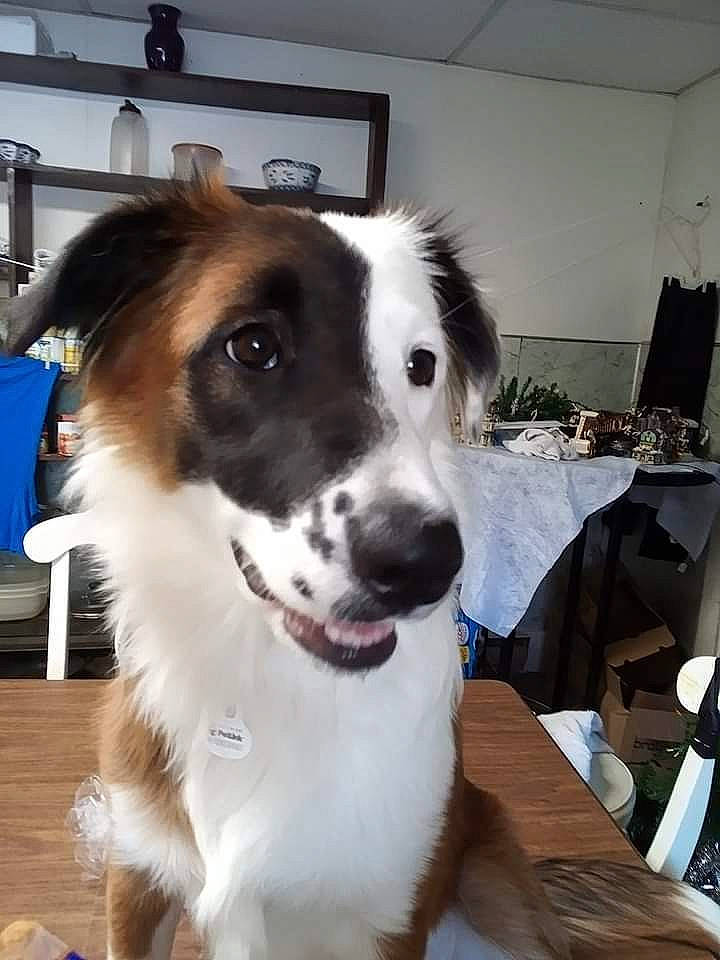 Bella Grace is registered to the contest to win money with this photo: canidae, carnivore, chair, collar, companion_dog, desk, dog, dog_breed, door, fur, furniture, herding_dog, picture_frame, snout, sporting_group, table, whiskers, window, working_animal, working_dog