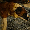 animal, bedroom, blanket, brown, calm, comfort, cozy, dog, domestic, fur, furniture, indoors, pattern, pet, quiet, relaxation, resting, sleeping, soft, white