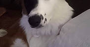 Bella Grace is registered to the contest to win money with this photo: dog, pet, animal, fur, white, black_patch, brown, relaxed, indoor, pillow, portrait, cute, canine, companion, laying, ears, face, snout, furry, domestic