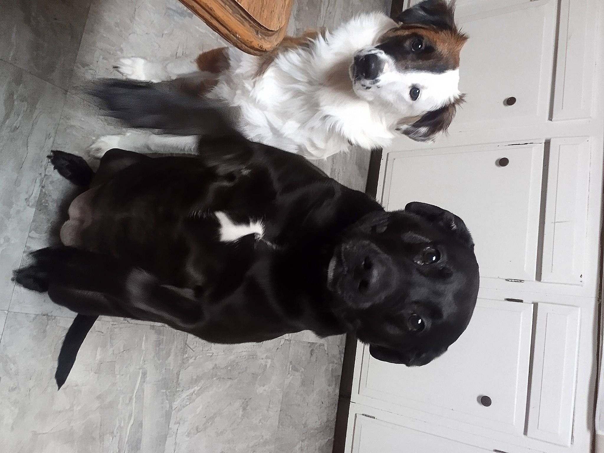 Bella Grace is registered to the contest to win money with this photo: canidae, carnivore, collar, comfort, companion_dog, dog, dog_breed, door, fawn, felidae, fur, mammal, paw, snout, sporting_group, tail, vertebrate, whiskers, wood, working_animal