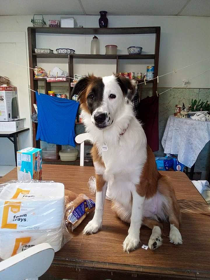 Bella Grace is registered to the contest to win money with this photo: bookcase, carnivore, chair, companion_dog, dance, desk, dog, dog_breed, event, flooring, fur, furniture, herding_dog, picture_frame, shelf, shelving, sporting_group, table, wood, working_dog