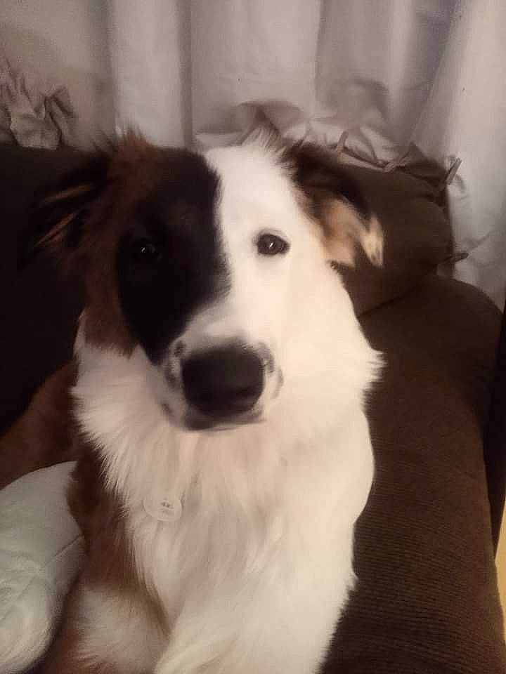 Bella Grace is registered to the contest to win money with this photo: border_collie, canidae, carnivore, companion_dog, dog, dog_breed, fang, fur, happy, herding_dog, jaw, monochrome, monochrome_photography, rough_collie, scotch_collie, sporting_group, terrestrial_animal, whiskers, working_animal, working_dog