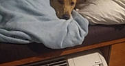 Oakley Rain is registered to the contest to win money with this photo: air_conditioner, animal, bed, blanket, brown_dog, comfort, cozy, curtain, dog, floor, furniture, home, indoor, night, pet, pillow, relaxed, resting, sleepy, window
