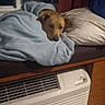 Oakley Rain is registered to the contest to win money with this photo: dog, blanket, bed, window, pillow, curtain, indoor, night, resting, cozy, furniture, sleepy, brown_dog, air_conditioner, floor, home, comfort, relaxed, animal, pet