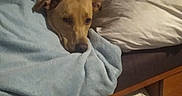 Oakley Rain is registered to the contest to win money with this photo: dog, blanket, bed, pillow, window, curtain, air_conditioner, indoor, resting, brown_dog, cozy, sleepy, furniture, household, night, comfort, relaxing, pet, canine, wrapped