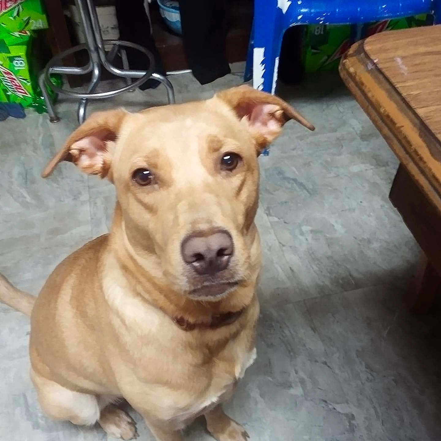 Oakley Rain joined the competition — help win amazing prizes! dog, tan_dog, pet, indoor, floor, plastic_chair, stool, table, looking, sitting, animal, canine, household, curious, ears, eyes, collar, tile_floor, brown, domestic
