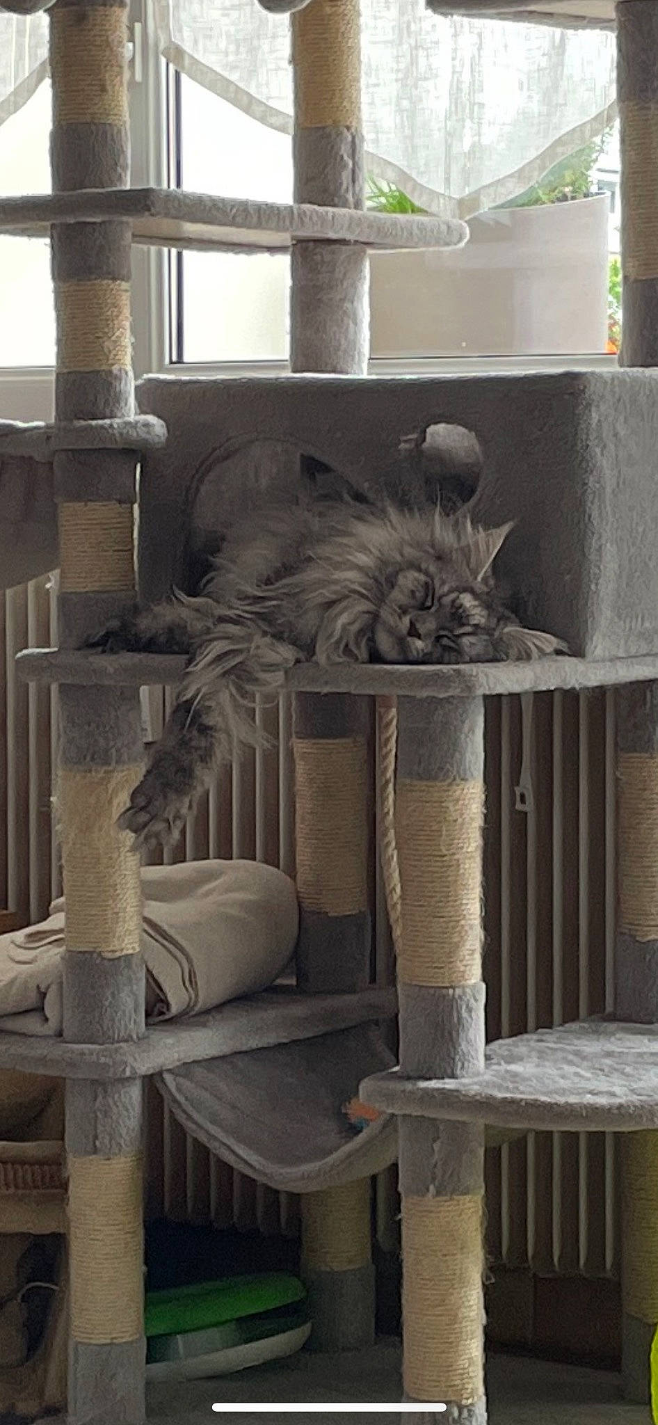 Summer a rejoint le concours — aidez-le/la à gagner de superbes lots ! art, carnivore, chair, column, design, fur, gas, grey, hardwood, interior_design, mammal, metal, outdoor_furniture, plant, room, shelving, textile, vertebrate, wall, wood