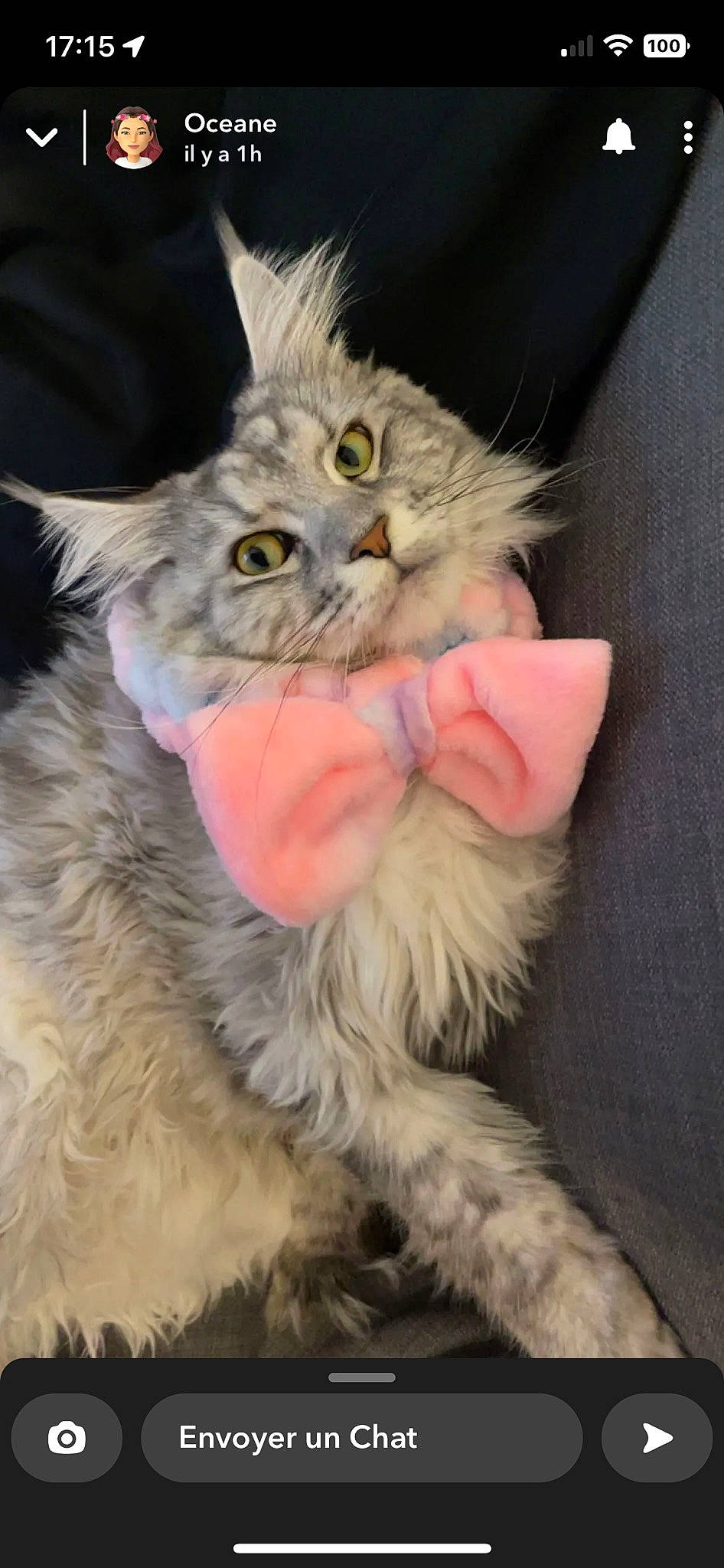 Summer a rejoint le concours — aidez-le/la à gagner de superbes lots ! carnivore, cat, claw, domestic_short_haired_cat, event, eye, fawn, felidae, fur, gesture, iris, paw, plant, small_to_medium_sized_cats, snout, tail, terrestrial_animal, whiskers