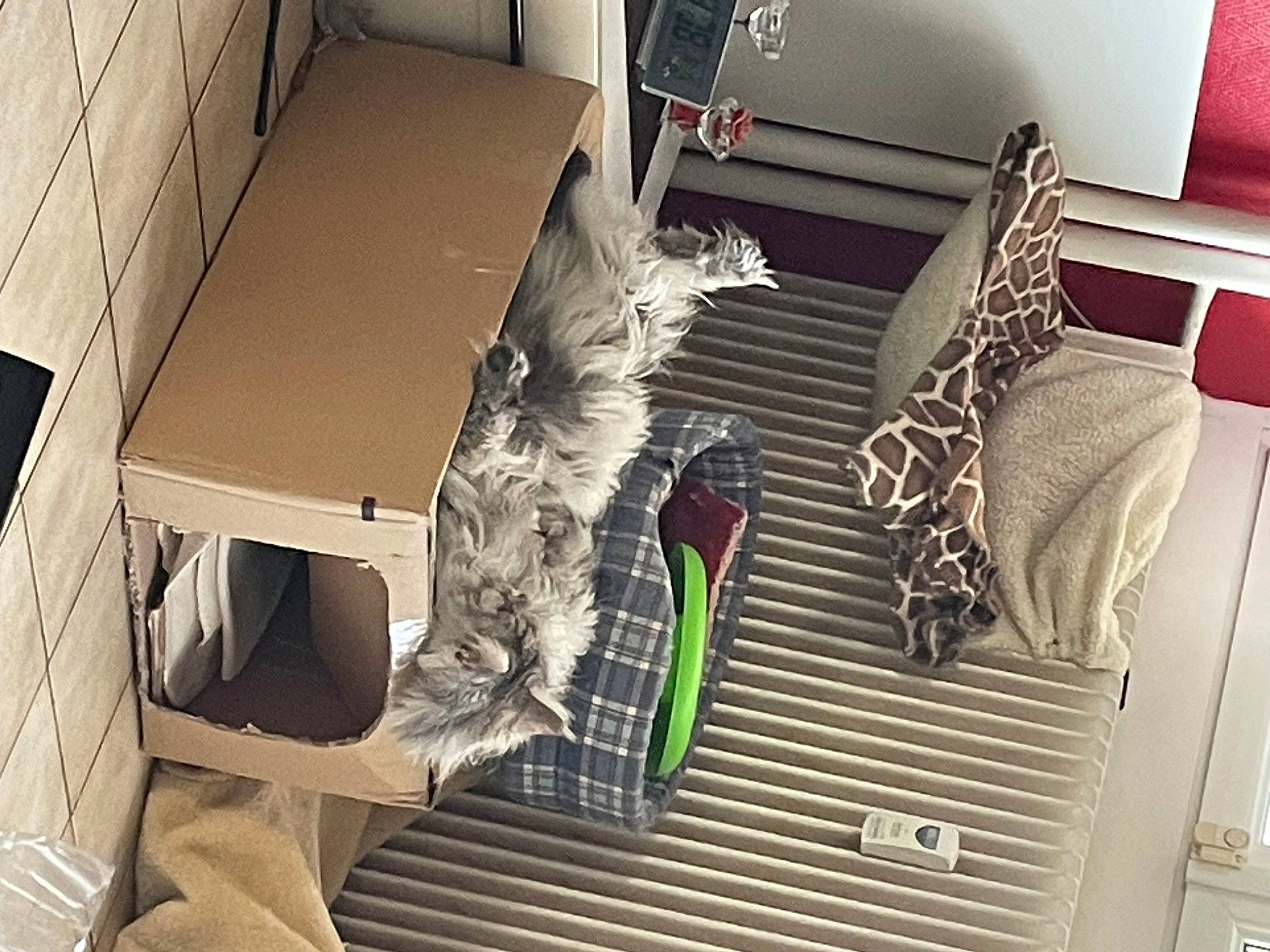 Summer participe au concours pour gagner de l'argent avec cette photo : automotive_design, bookcase, box, cardboard, carton, drawer, felidae, flooring, machine, motor_vehicle, office_supplies, pattern, room, shipping_box, tail, wood