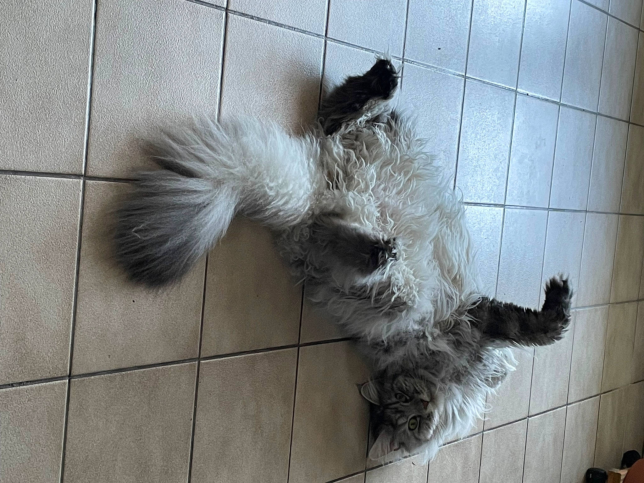Summer participe au concours pour gagner de l'argent avec cette photo : claw, concrete, flooring, fur, grey, paw, snout, tail, terrestrial_animal, window, wing