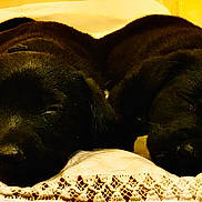 Hulk And Harley is registered to the contest to win money with this photo: puppy, dog, sleeping, bed, blanket, lace, cozy, cute, pets, animal, fur, black, rest, indoor, pair, snout, ears, relax, soft, peaceful