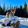 Joy participe au concours pour gagner de l'argent avec cette photo : animal, black_sweater, blue_sky, canine, cold, cute, dog, forest, fur, nature, outdoor, pet, small_dog, snow, standing, sunlight, tongue_out, tree_stump, trees, winter