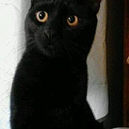 Batts joined the competition — help win amazing prizes! alone, animal, black_cat, cat, closeup, curious_eyes, cute, domestic_cat, ears, feline, furry, indoor, looking_away, mammal, pet, portrait, shadow, sitting, soft_light, whiskers