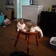 King joined the competition — help win amazing prizes! cat, indoor, stool, wooden_floor, household_items, pet, furniture, relaxed, tabby_cat, black_cat, litter_box, container, doorway, shelf, plastic_bag, floor, domestic, resting, quiet, home