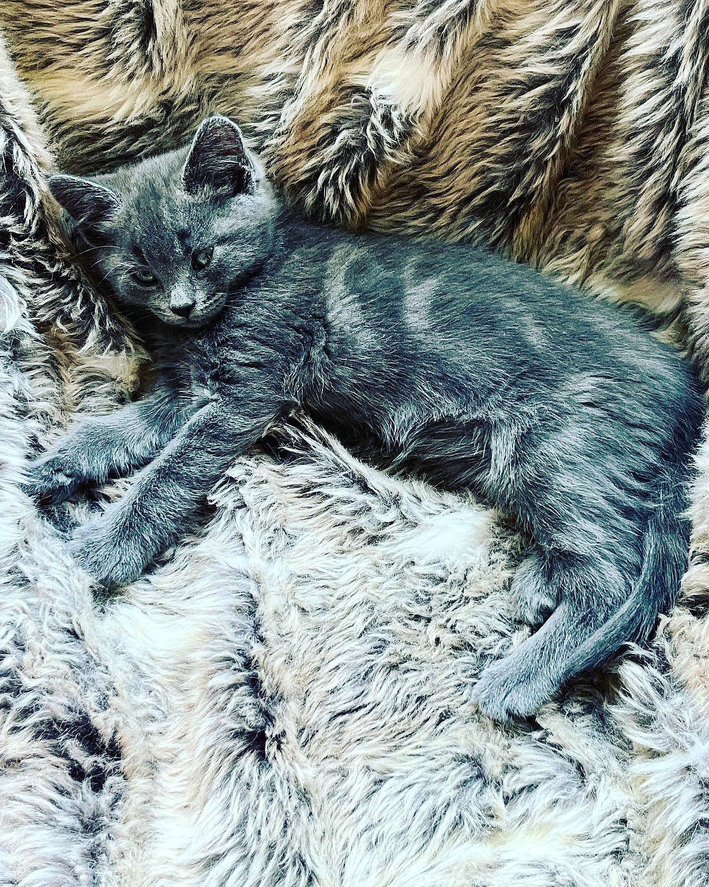 Albie joined the competition — help win amazing prizes! art, canidae, carnivore, cat, claw, domestic_short_haired_cat, felidae, foot, fur, paw, small_to_medium_sized_cats, snout, tail, terrestrial_animal, trunk, whiskers, wildlife