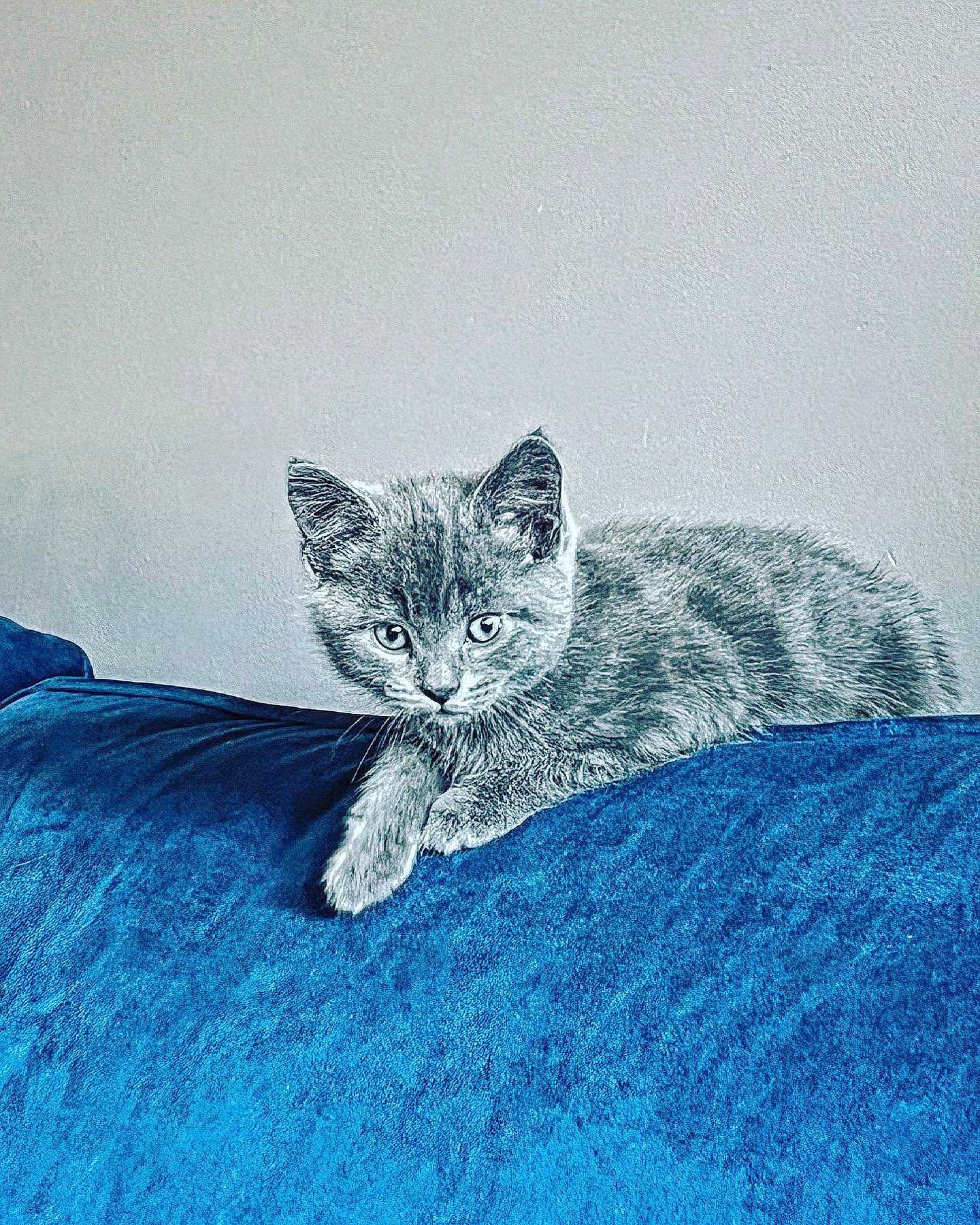 Albie joined the competition — help win amazing prizes! art, carnivore, cat, domestic_short_haired_cat, drawing, electric_blue, eye, felidae, fur, head, illustration, painting, paw, small_to_medium_sized_cats, snout, snow_leopard, tail, terrestrial_animal, whiskers, wildlife