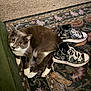 cat, gray_cat, white_paws, indoor, rug, floral_rug, sneakers, converse, black_sneakers, white_laces, pet, animal, curious, relaxed, floor, footwear, patterned, cozy, household, domestic