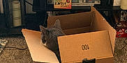 Eddie is registered to the contest to win money with this photo: cat, cardboard_box, amazon_prime, gray_cat, carpet, indoor, shelf, video_game_console, playstation, note, text, home, pet, animal, furniture, electronics, relaxing, cozy, box, room