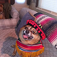 Grizzlybear joined the competition — help win amazing prizes! dog, sombrero, poncho, couch, blanket, indoor, pet, happy, costume, small_dog, furniture, window, curtain, patterned, smiling, animal, companion, cozy, living_room, cute
