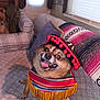 dog, sombrero, poncho, couch, blanket, indoor, pet, happy, costume, small_dog, furniture, window, curtain, patterned, smiling, animal, companion, cozy, living_room, cute