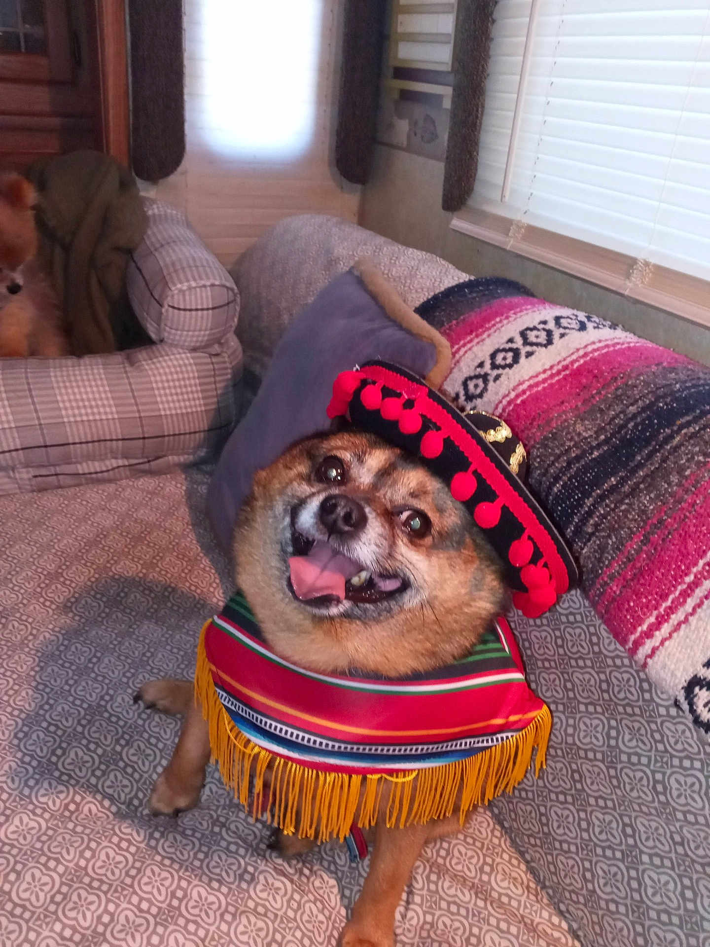 Grizzlybear joined the competition — help win amazing prizes! dog, sombrero, poncho, couch, blanket, indoor, pet, happy, costume, small_dog, furniture, window, curtain, patterned, smiling, animal, companion, cozy, living_room, cute