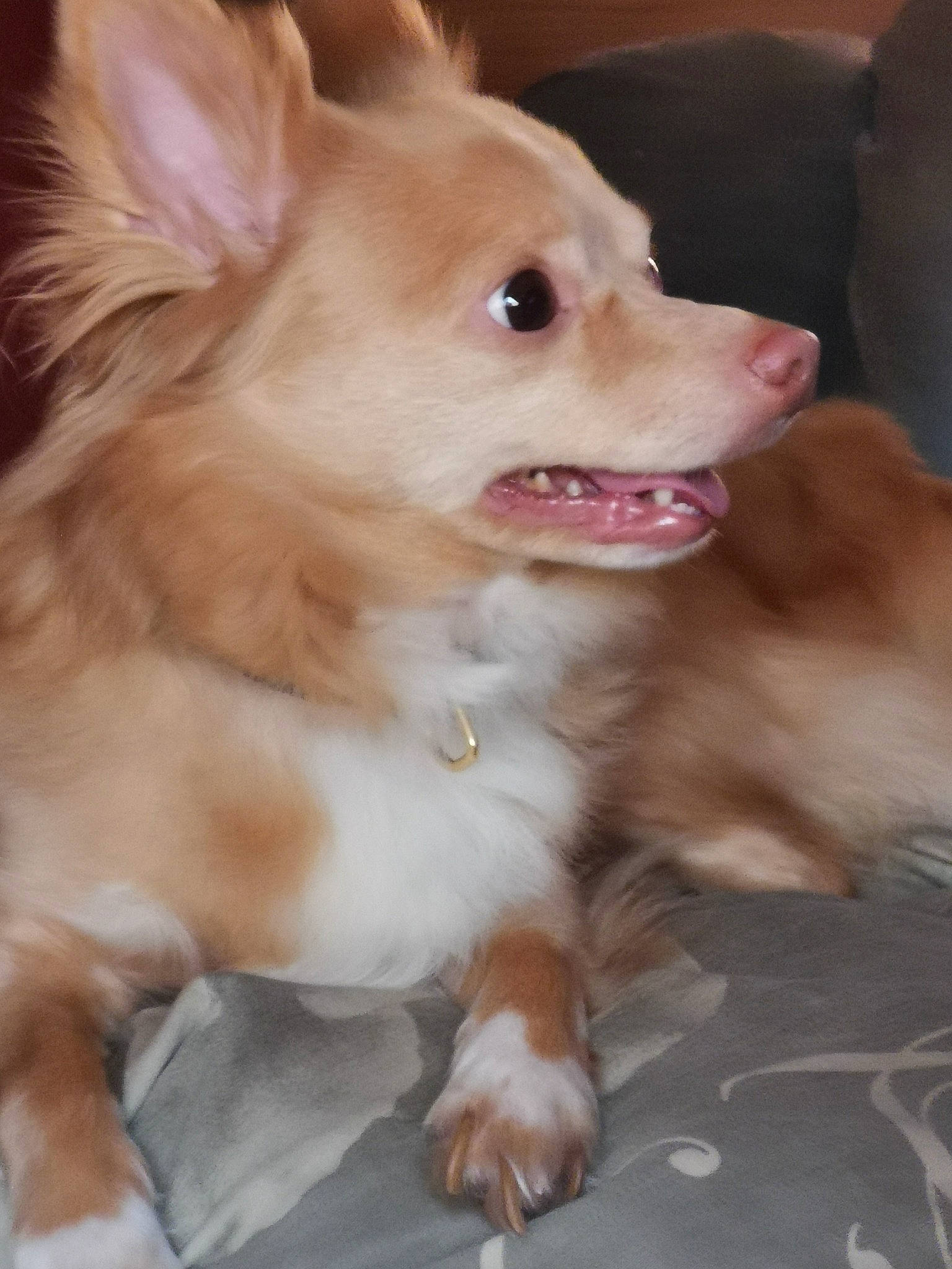 Tchico participe au concours pour gagner de l'argent avec cette photo : canidae, carnivore, companion_dog, dog, dog_breed, ear, eye, fang, fawn, fur, german_spitz, german_spitz_klein, paw, pomeranian, snout, spitz, sporting_group, toy_dog, whiskers, working_animal