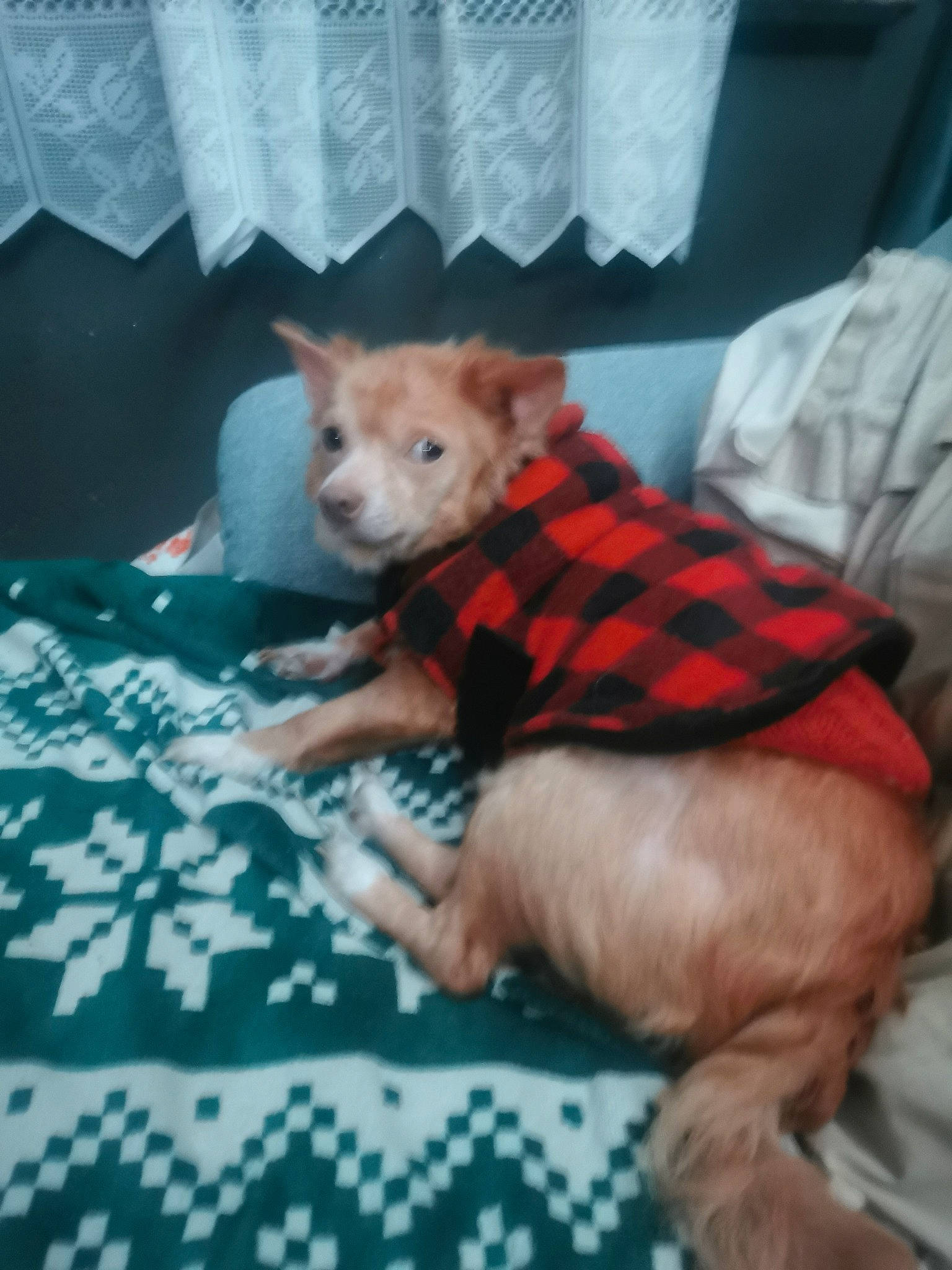 Tchico participe au concours pour gagner de l'argent avec cette photo : bed, bedding, carnivore, comfort, companion_dog, dog_breed, dog_clothes, dog_supply, fawn, felidae, fur, linens, pattern, small_to_medium_sized_cats, snout, stuffed_toy, tail, terrestrial_animal, toy, whiskers