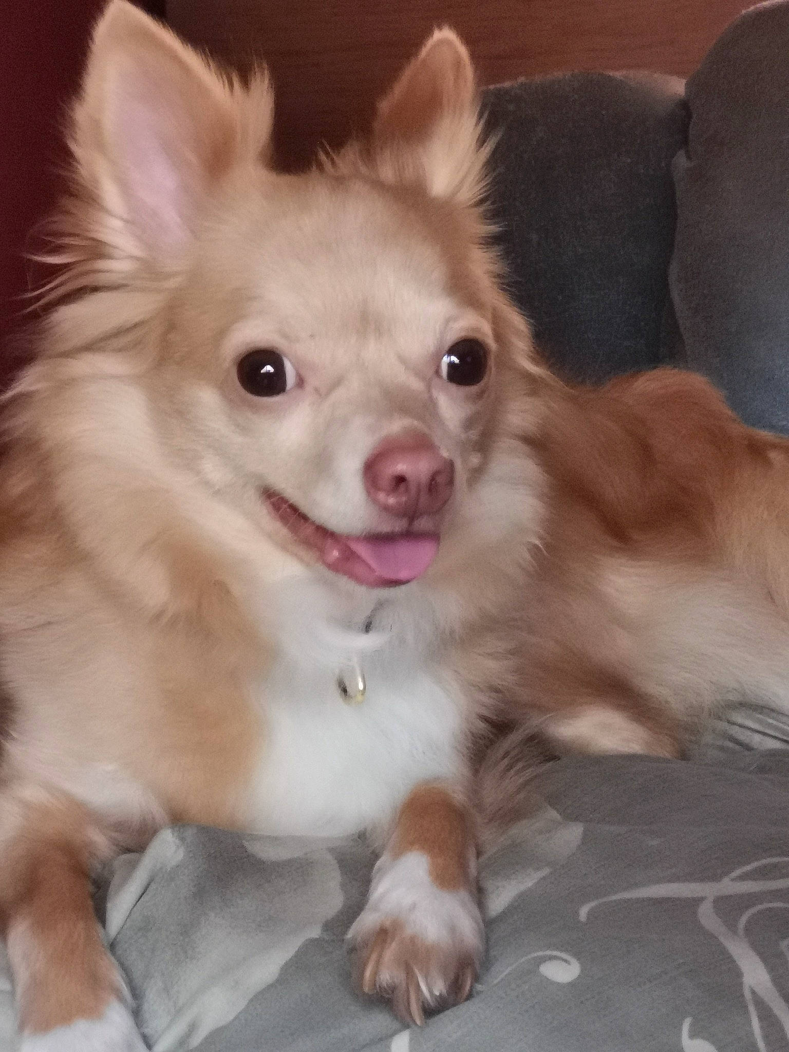 Tchico participe au concours pour gagner de l'argent avec cette photo : canidae, carnivore, comfort, companion_dog, corgi_chihuahua, dog, dog_breed, dog_supply, ear, fawn, fur, non_sporting_group, paw, sleeper_chair, snout, sporting_group, toy_dog, volpino_italiano, whiskers, working_animal