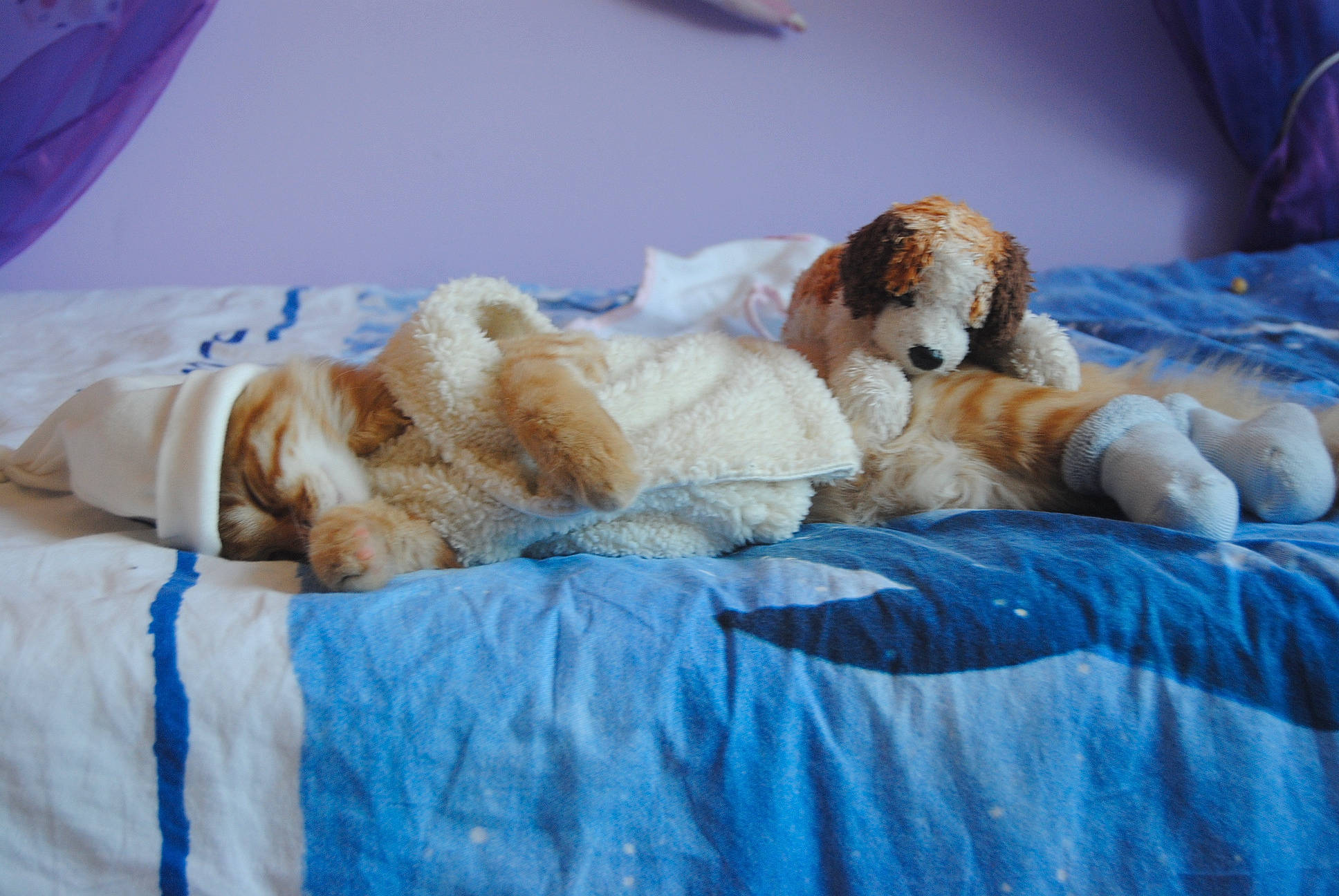 Gulli a rejoint le concours — aidez-le/la à gagner de superbes lots ! canidae, carnivore, companion_dog, dog, dog_breed, mammal, nap, puppy, puppy_love, sleep, sporting_group, vertebrate