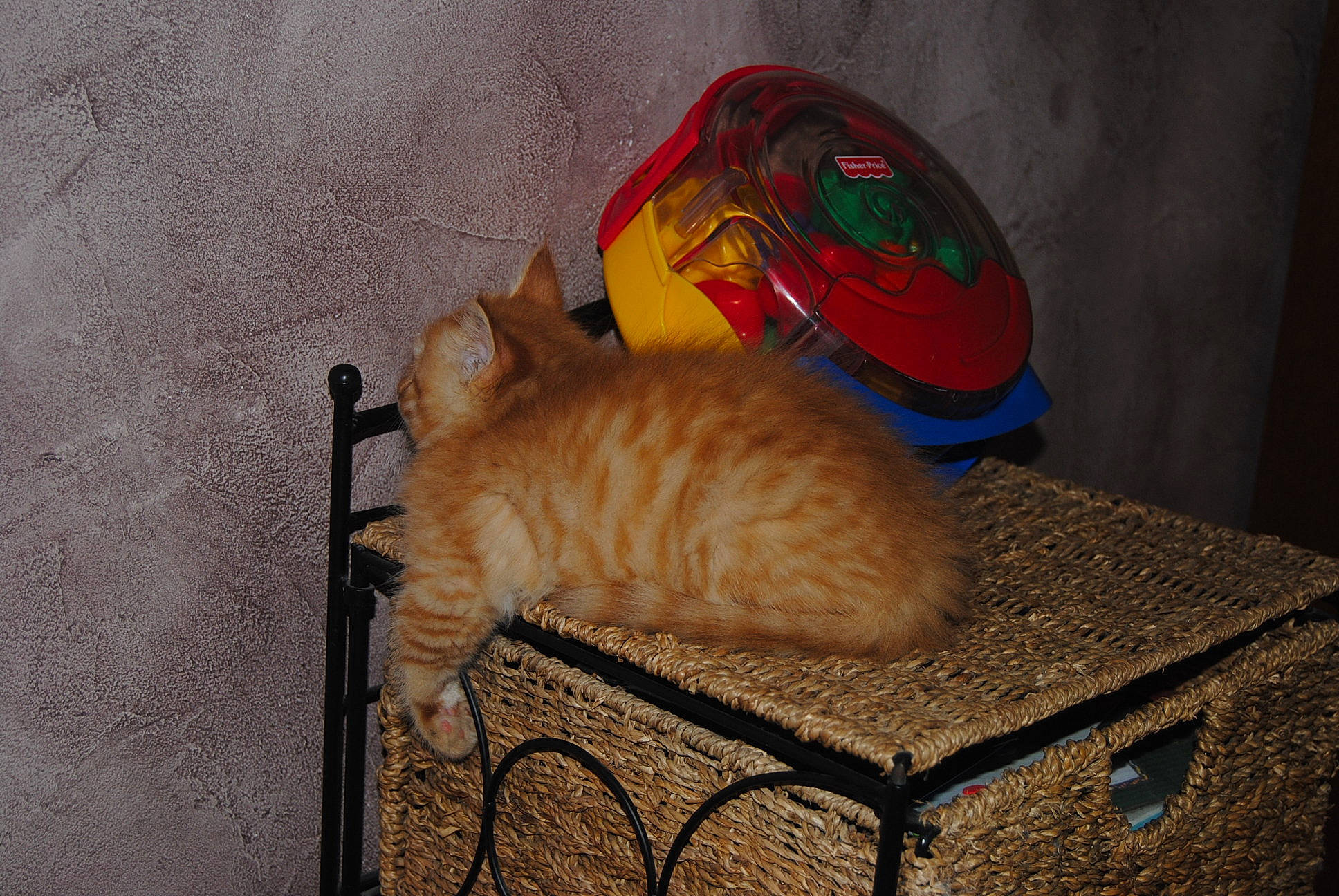 Gulli participe au concours pour gagner de l'argent avec cette photo : carnivore, cat, domestic_short_haired_cat, european_shorthair, felidae, kitten, small_to_medium_sized_cats, tabby_cat, tail, whiskers