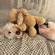 Nacho a rejoint le concours — aidez-le/la à gagner de superbes lots ! dog, plush_toy, bed, blanket, checkered_pattern, white_dog, stuffed_animal, indoor, pet, cozy, sleeping, fur, cute, toy, resting, home, animal, comfort, relaxed, bedroom