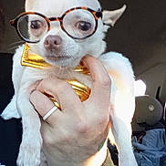 London is registered to the contest to win money with this photo: dog, chihuahua, white_dog, glasses, bow_tie, hand, pet, indoor, car_interior, sunlight, close_up, cute, small_dog, animal_accessory, portrait, wearing_glasses, holding, human_hand, funny, pet_portrait