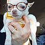 dog, chihuahua, white_dog, glasses, bow_tie, hand, pet, indoor, car_interior, sunlight, close_up, cute, small_dog, animal_accessory, portrait, wearing_glasses, holding, human_hand, funny, pet_portrait