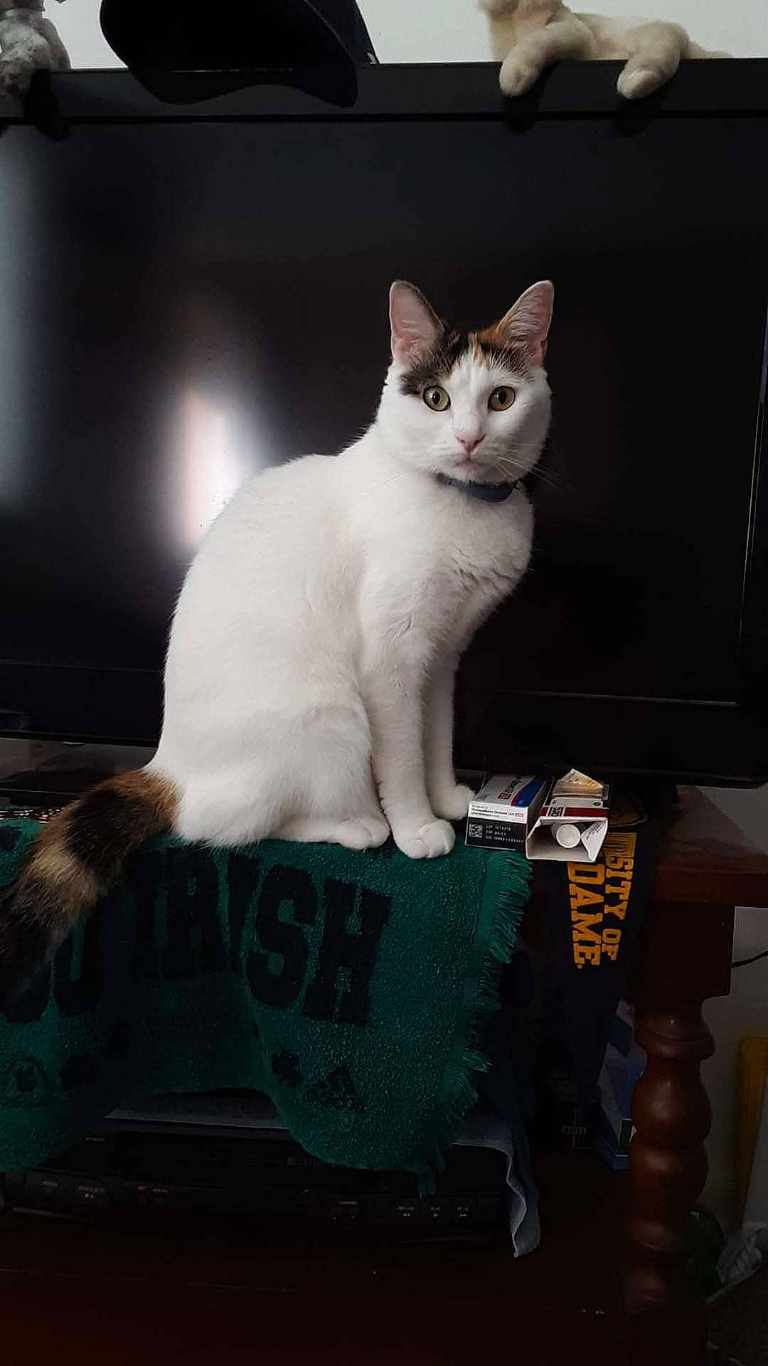Whiskers