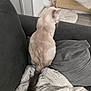 Naya participe au concours pour gagner de l'argent avec cette photo : cat, cream_color, sitting, couch, blanket, pillow, indoor, furniture, tail, fur, pet, domestic_animal, cozy, relaxation, soft_texture, home, quiet, side_view, animal, comfort