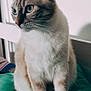 cat, blue_eyes, feline, pet, sitting, cushion, indoor, fur, whiskers, ears, bedroom, soft_light, calm, domestic_animal, close_up, looking_away, cute, animal, furry, resting
