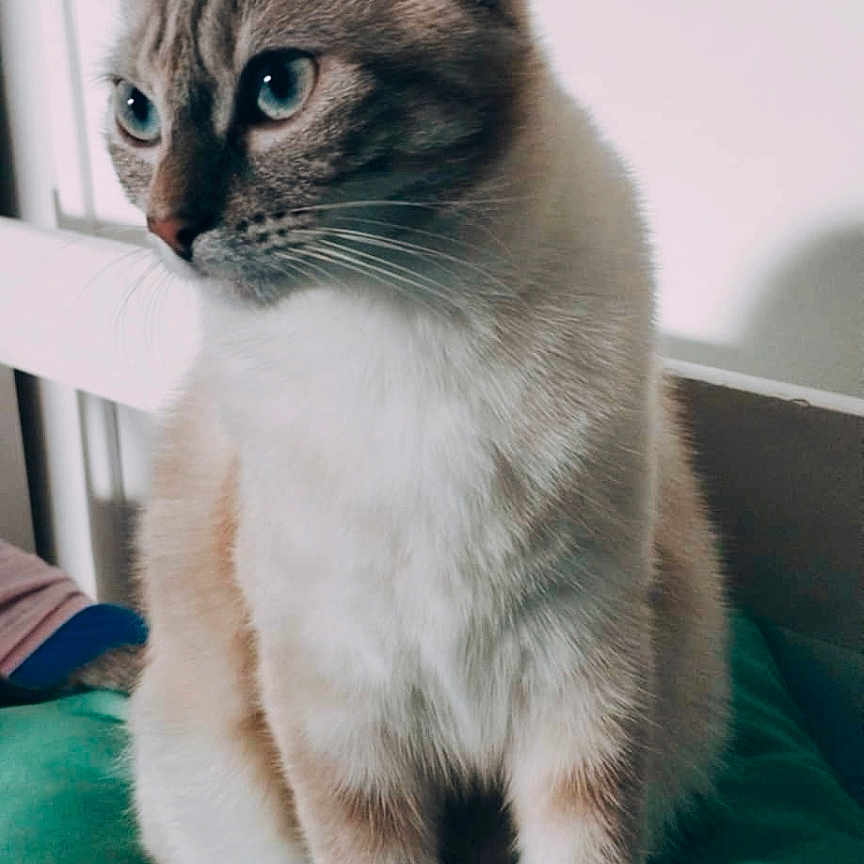 Naya participe au concours pour gagner de l'argent avec cette photo : animal, bedroom, blue_eyes, calm, cat, close_up, cushion, cute, domestic_animal, ears, feline, fur, furry, indoor, looking_away, pet, resting, sitting, soft_light, whiskers