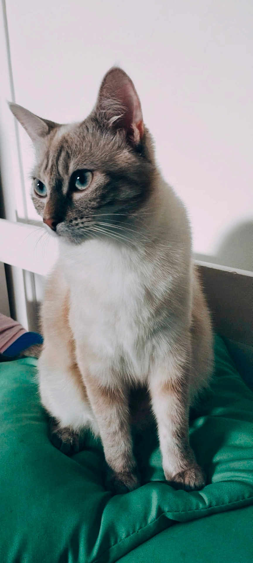 Naya participe au concours pour gagner de l'argent avec cette photo : cat, blue_eyes, feline, pet, sitting, cushion, indoor, fur, whiskers, ears, bedroom, soft_light, calm, domestic_animal, close_up, looking_away, cute, animal, furry, resting