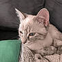 cat, blue_eyes, fur, blanket, cozy, resting, indoor, pet, animal, close_up, soft_texture, couch, relaxed, whiskers, ears, sleepy, feline, comfort, domestic, cute