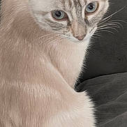 Naya a rejoint le concours — aidez-le/la à gagner de superbes lots ! cat, cream_colored, blue_eyes, fur, whiskers, ears, pet, animal, domestic_cat, feline, close_up, looking_back, indoor, curious, sitting, soft_fur, portrait, cute, furry, relaxed