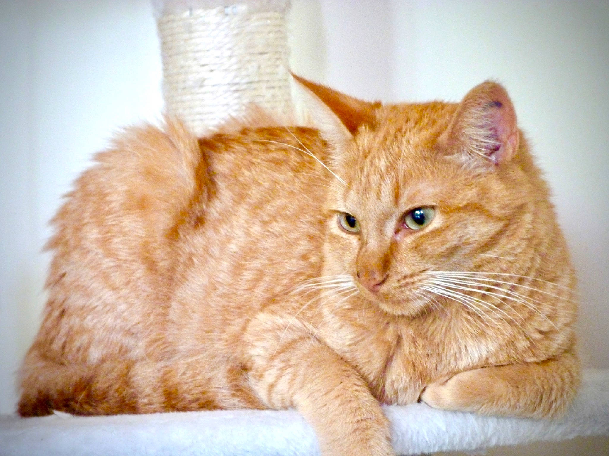 Utopy a rejoint le concours — aidez-le/la à gagner de superbes lots ! carnivore, cat, claw, comfort, domestic_short_haired_cat, fawn, felidae, fur, paw, peach, small_to_medium_sized_cats, snout, tail, whiskers, window, wood