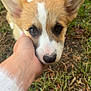 Akira participe au concours pour gagner de l'argent avec cette photo : adorable, animal, brown, close_up, corgi, cute, dog, ears, face, fur, grass, hand, nature, nose, outdoor, pet, puppy, resting, white, young